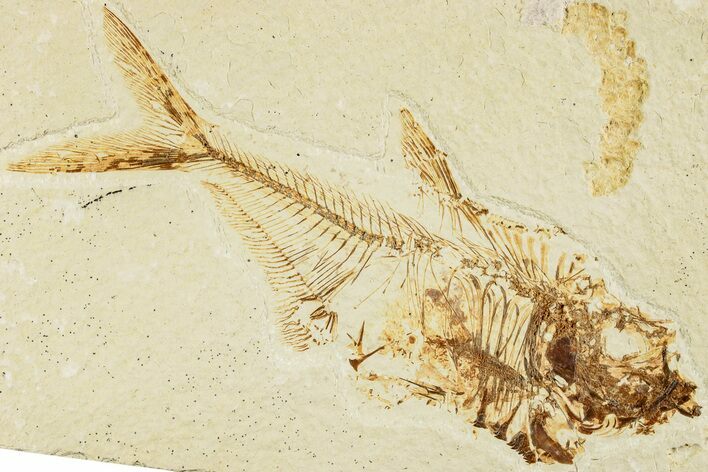Fossil Fish (Diplomystus) - Green River Formation #233101